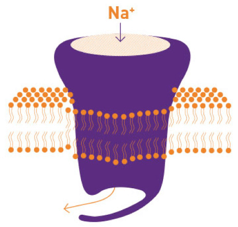 XCOPRI MOA Voltage-Gated Sodium Currents Model