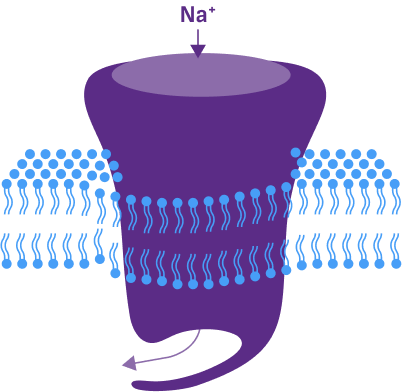 Sodium current